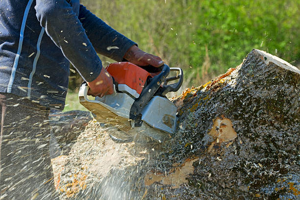 Trusted Grizzly Flats, CA Tree Service Experts